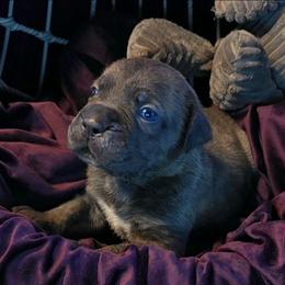 Aldo - Gray brindle male Cane Corso puppy in Nashville, Tennessee from Prestigious K9