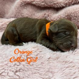 Molly - Chocolate female Australian Labradoodle puppy in Rhode Island from Highland Beach Labradoodles