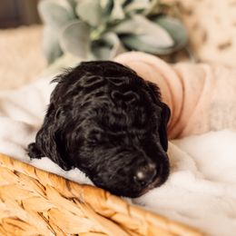 Bernedoodle and Labradoodle Puppies from Royal Doodles