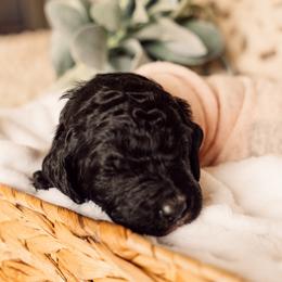 Bernedoodle and Labradoodle Puppies from Royal Doodles