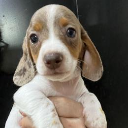 Indiana Jones-Boy 2 - Dapple male Dachshund puppy in Bigfork, Minnesota from Dachshunds Up North