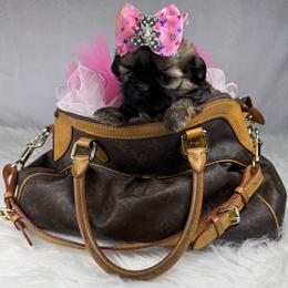 Memphis - Sable female Shih Tzu puppy in Columbia, Kentucky from Lisa Bandy Luxe Shih Tzu