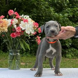 Bellini - Blue female American Bully puppy in Virginia from Terminal Velocity Kennels LLC