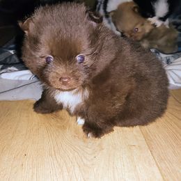 Pomeranian and Shetland Sheepdog Puppies from K&A Little Wonder's