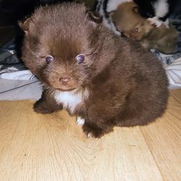 Pomeranian and Shetland Sheepdog Puppies from K&A Little Wonder's