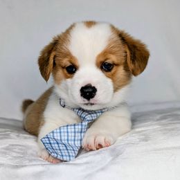 Waylon - Sable and white male American Corgi puppy in Clarksville, Tennessee from Cold Creek Family Farm LLC