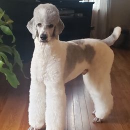 Poodles and Sheepadoodles from PC Pampered Parti's
