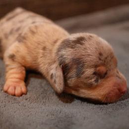Noor - Dapple female Dachshund puppy in Blanchard, Oklahoma from Dusty Road Doxies
