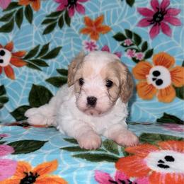 Apricot - Apricot female Cavapoo puppy in Nevada, Missouri from Backroad Fur Babies