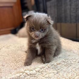 Lavender - Lavender male Pomeranian puppy in Skowhegan, Maine from Countryside Pomeranians