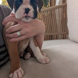 Leo - Fawn Boxer puppy in Wellington, Ohio from Brinkhaven Boxers