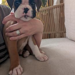 Leo - Fawn Boxer puppy in Wellington, Ohio from Brinkhaven Boxers