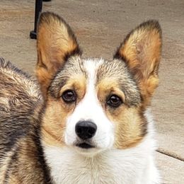 Australian Shepherds, Golden Retrievers, and Pembroke Welsh Corgis from Northwest Rainbow Aussies and Golden Retrievers