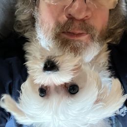 Clem - White female Maltese puppy in Spring Mills, Pennsylvania from AddaSiDanes