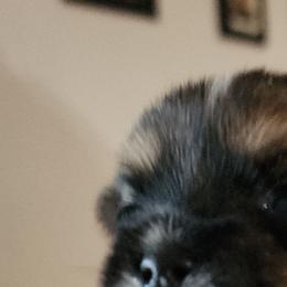 Girl 3 - Yorkshire Terrier puppy from Dyer's Beauties