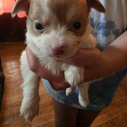 Blue and white male - Blue and white male Chihuahua puppy in Clarksville, Indiana from Fabulous little paws