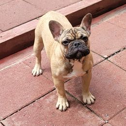 French Bulldog Puppies from Alcide kennels