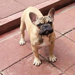 French Bulldog Puppies from Alcide kennels