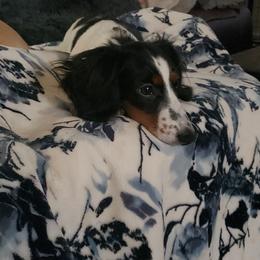 Basset Hound and Dachshund Puppies from V's Southern Angels