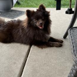 Venus - Chocolate female Pomeranian puppy in Oak Lawn, Illinois from Pomeranian Boutique