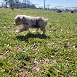 Miniature Australian Shepherd Puppies from Rutland Aussies