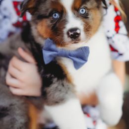 Woody - Blue merle male Australian Shepherd puppy in Austin, Texas from Sweetwater Australian Shepherds