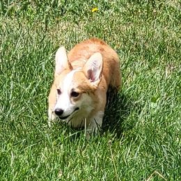 Peaches - Red female Pembroke Welsh Corgi puppy in Great Falls, Montana from Treasure State Kennels