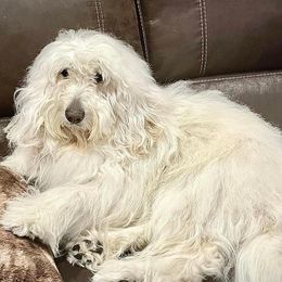 Goldendoodles from Dana Point Golden Doodles