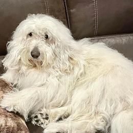 Goldendoodles from Dana Point Golden Doodles