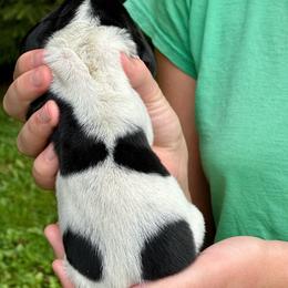Female 1 - Black brown and white female Basset Hound puppy in Lindley, New York from Hill Top Basset Hounds & Cane Corso