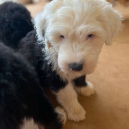 Old English Sheepdog Puppies from Walnut Ridge Farms OES