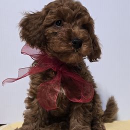 Boy 5 Charlie - Poodle puppy from Mariya's Cavapoos