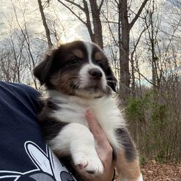 Venus - Black tri-color male Australian Shepherd puppy in Yadkinville, North Carolina from Gold Leaf Farm & Kennels