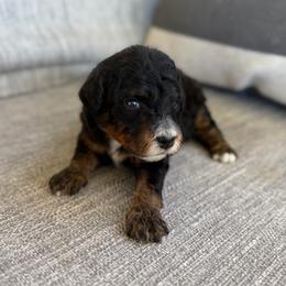 Girl 1 - Tri-color female Bernedoodle puppy in Spring Hill, Florida from Ohana Doodles