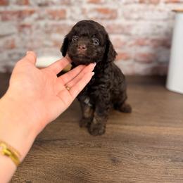 Asiago BLUE EYE - Brown and white male Aussiedoodle puppy in Sweetwater, Florida from Sandy Snout Doodles