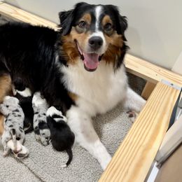 Australian Shepherd puppies from Lightning Round Aussies