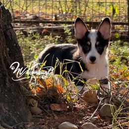 Girlie BHT - Black and white female American Corgi puppy in Nashville, Arkansas from Whisenhunt Farms