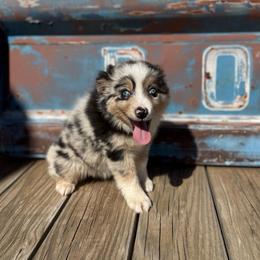 Girl 1 - Blue merle female Miniature Australian Shepherd puppy in Ellsworth, Kansas from Flying H Mini Aussies