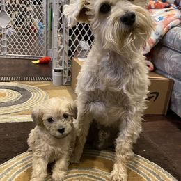 Schnoodle Puppies from Noodle Tings Puppies