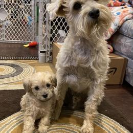 Schnoodle Puppies from Noodle Tings Puppies