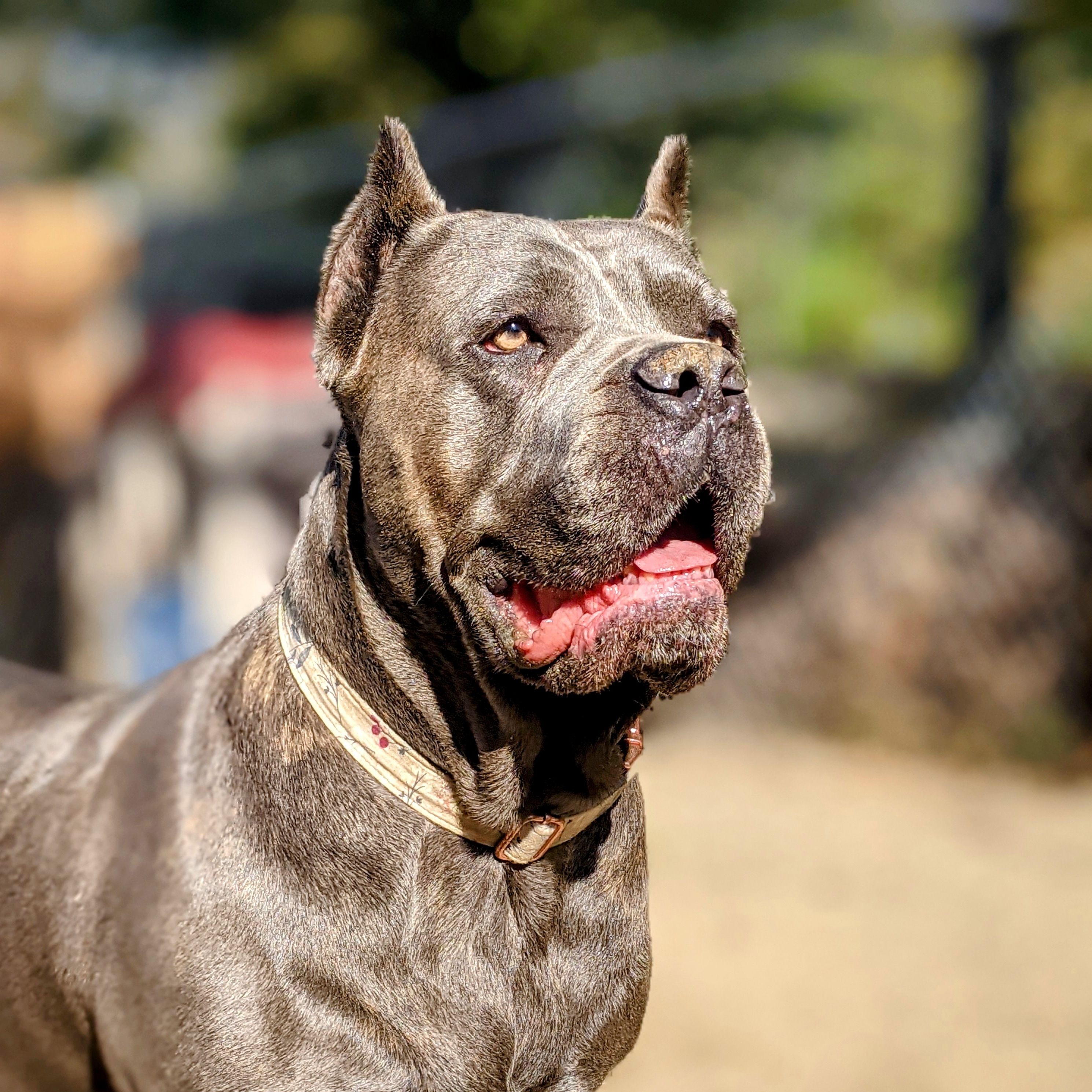 Black magic cane store corso