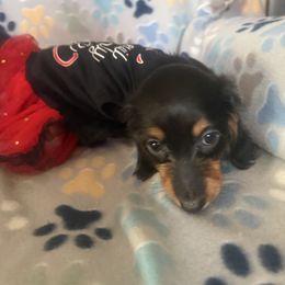 1 - Black and tan female Dachshund puppy in Lakecreek, Oregon from Forever Doxie