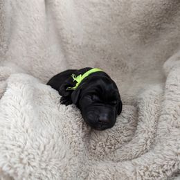 Dilute Retriever and Labrador Retriever Puppies from LC Hunting Labs, LLC.