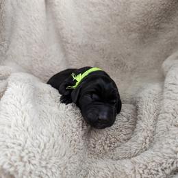 Dilute Retriever and Labrador Retriever Puppies from LC Hunting Labs, LLC.