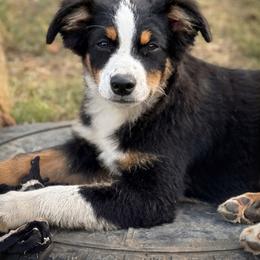 Gabel - Black tri male Miniature Australian Shepherd puppy in White Oak, Texas from Triple Lake Ranch Miniature Australian Shepherds