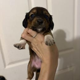 Picto - Red female Dachshund puppy in Conroe, Texas from R&M Dachshunds