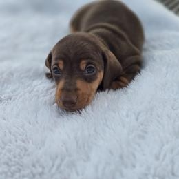Oak - Chocolate and tan male Dachshund puppy in Elma, Iowa from Iowa Dachshunds