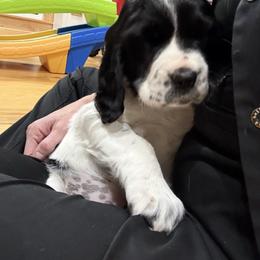 Girl - Black and white female English Springer Spaniel puppy in Emanuel County, Georgia from Due South Springers