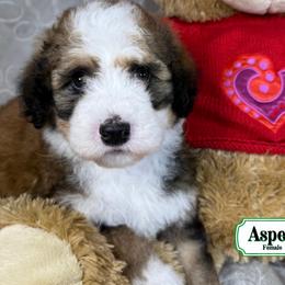 Aspen - Merle female Bernedoodle puppy in Milan, Indiana from Doodles & Spice
