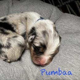 Pumbaa - Blue merle male Australian Shepherd puppy in Blythewood, South Carolina from One Tribe Aussies